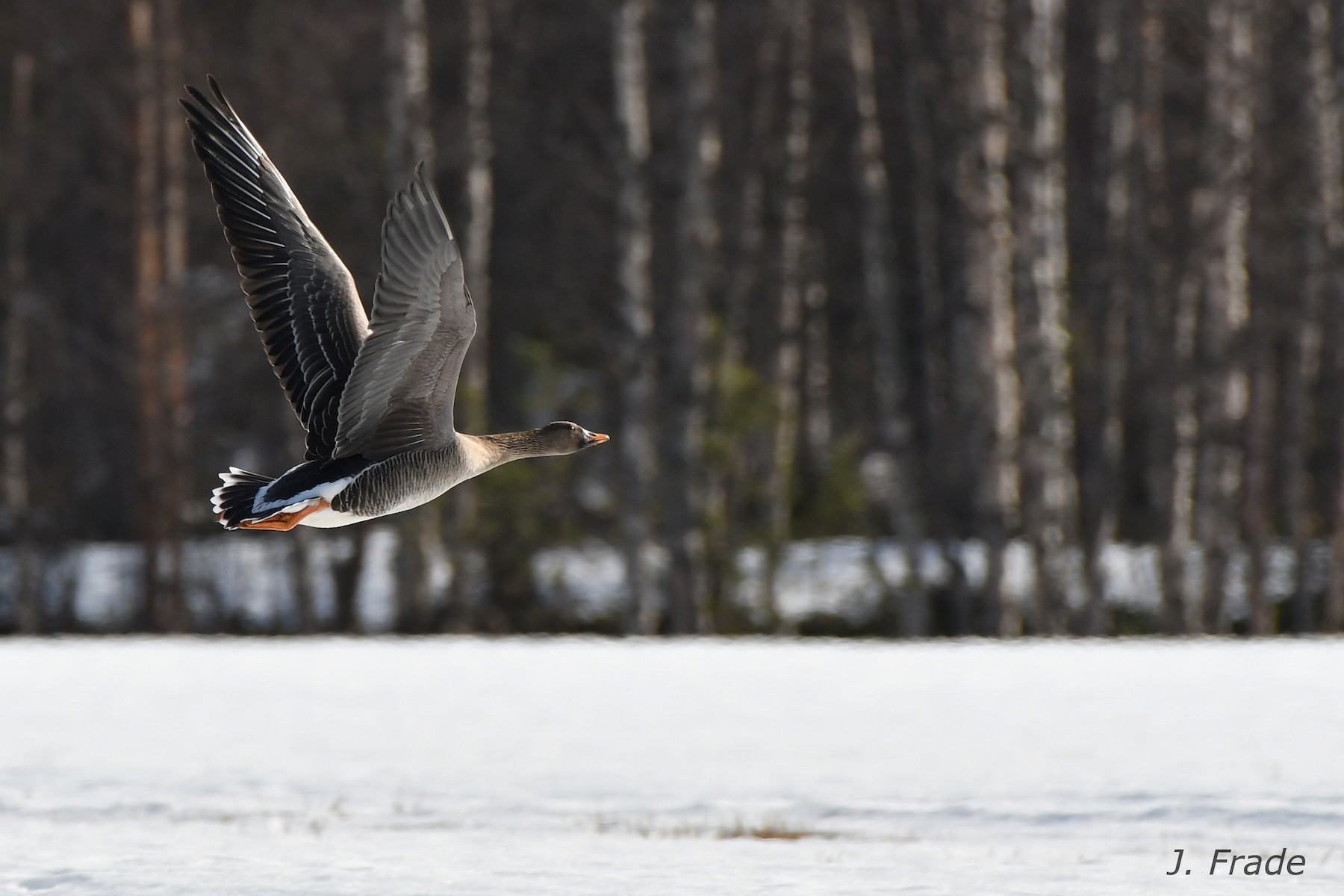 Taiga/Tundra BeanGoose eBird