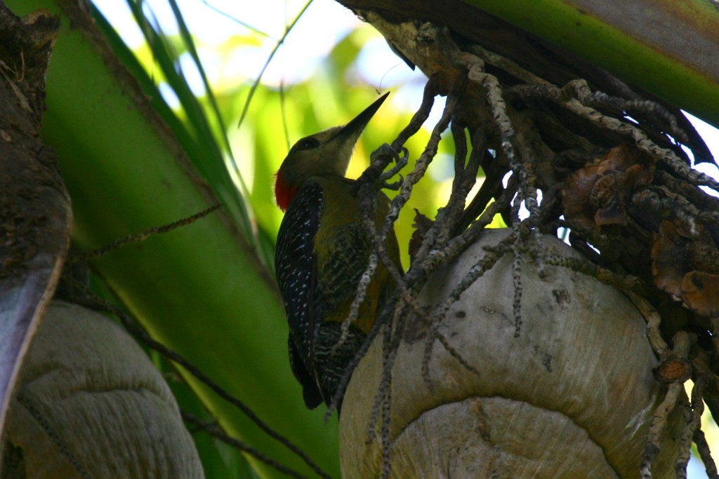 Jamaican Woodpecker - ML205369311