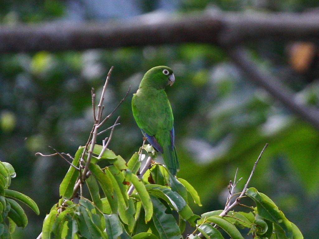 Olive-throated Parakeet (Jamaican) - ML205369371