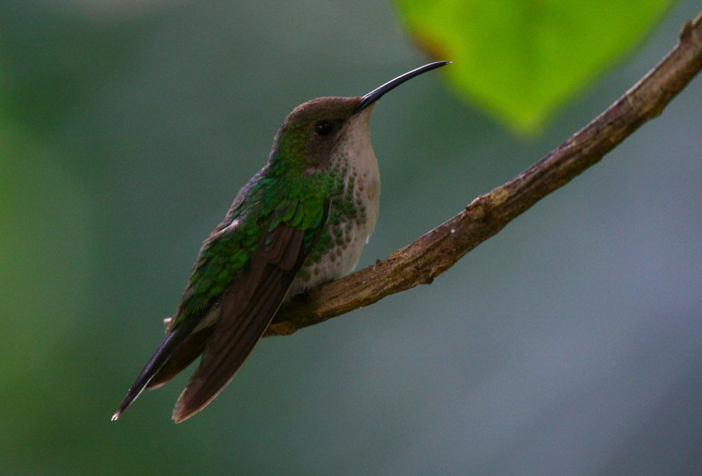 kolibřík černozobý - ML205369391