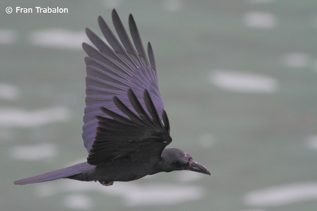 Large-billed Crow (Large-billed) - Fran Trabalon