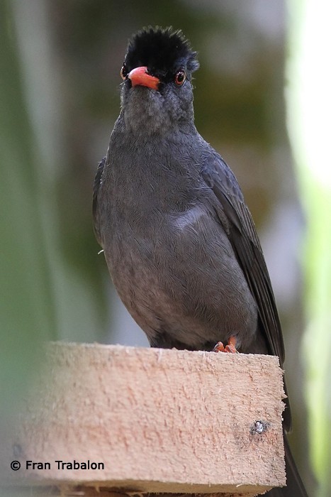 Square-tailed Bulbul (Sri Lanka) - ML205369781