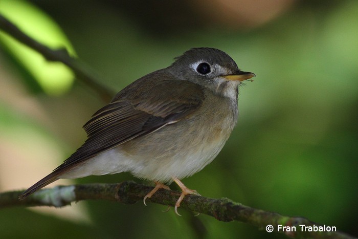 Brown-breasted Flycatcher - Fran Trabalon