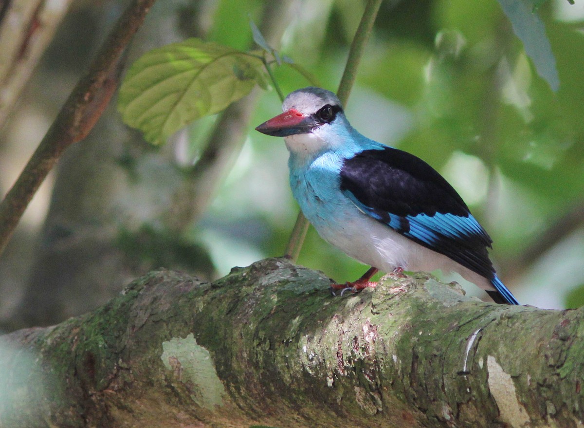 Blue-breasted Kingfisher - David Beadle