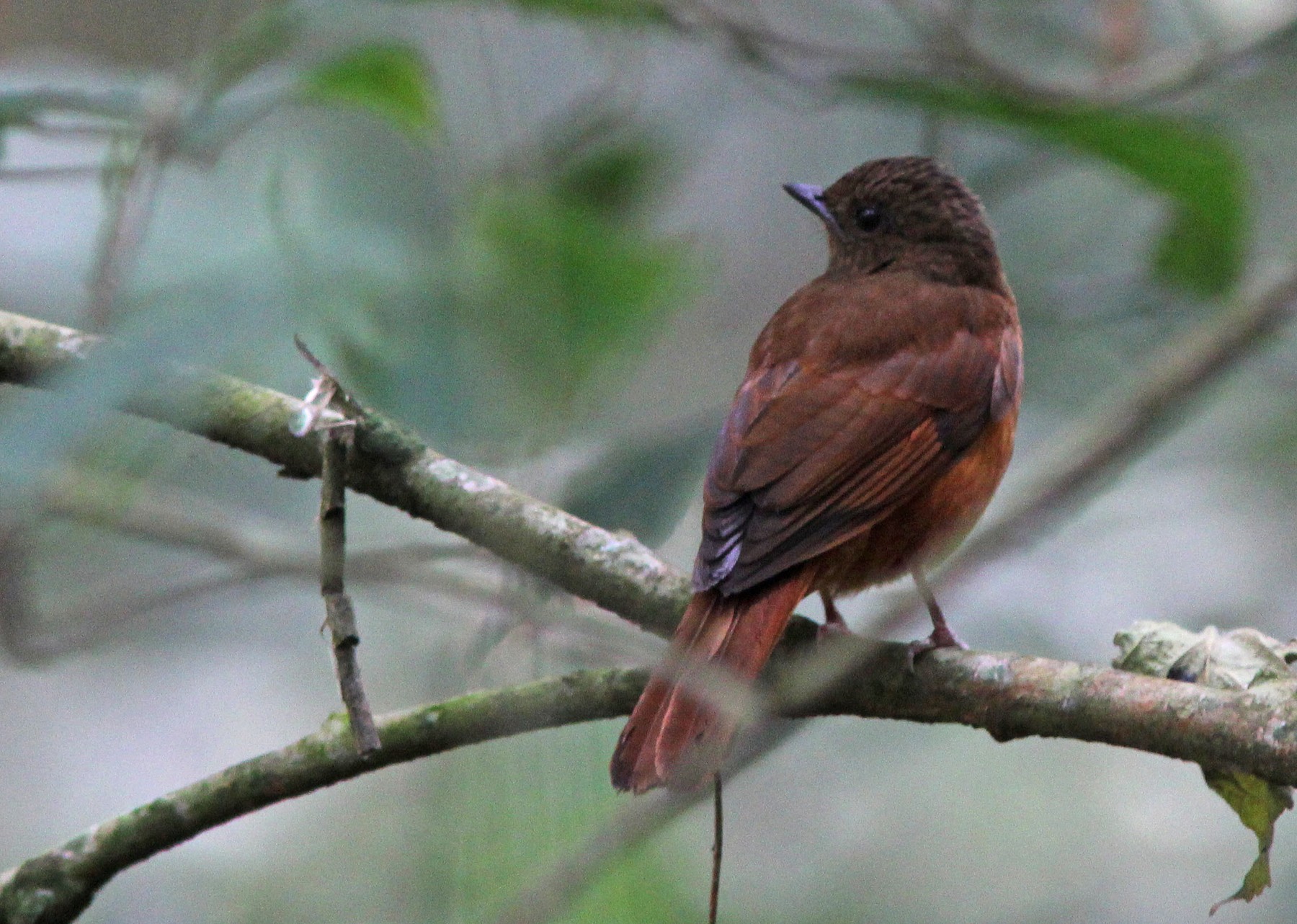 Red-tailed Ant-Thrush (Red-tailed) - eBird