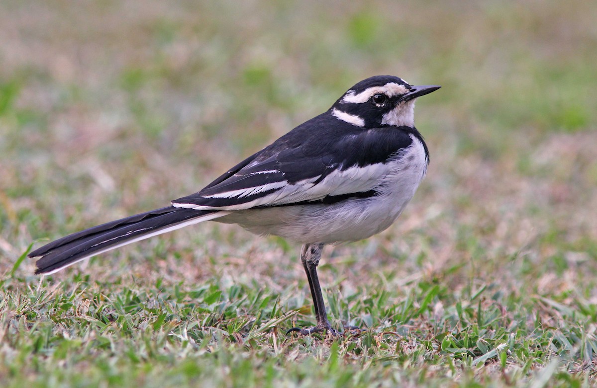 African Pied Wagtail - ML205370251