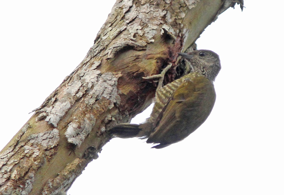 Buff-spotted Woodpecker - David Beadle