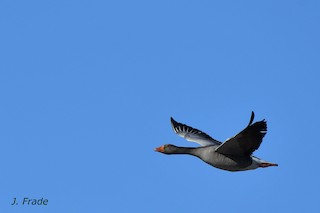 Graylag Goose, ML205370471