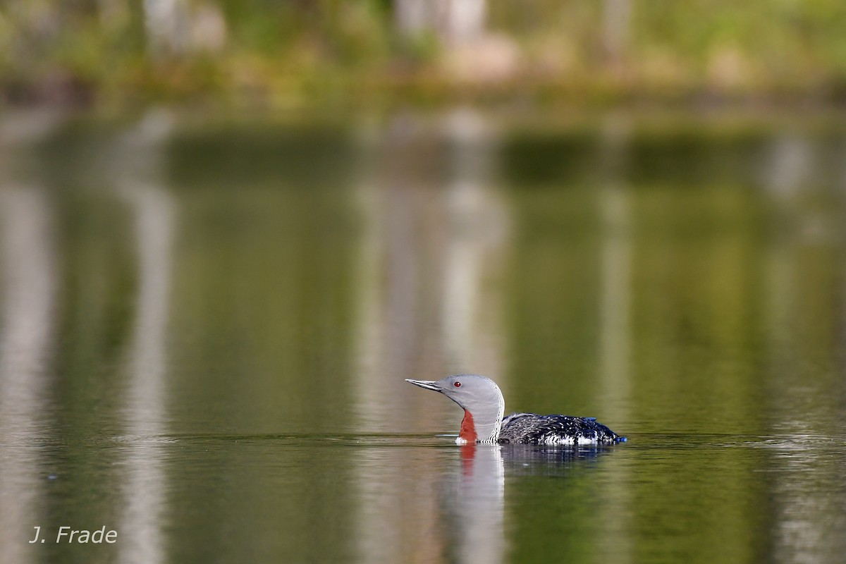 Red-throated Loon - José Frade