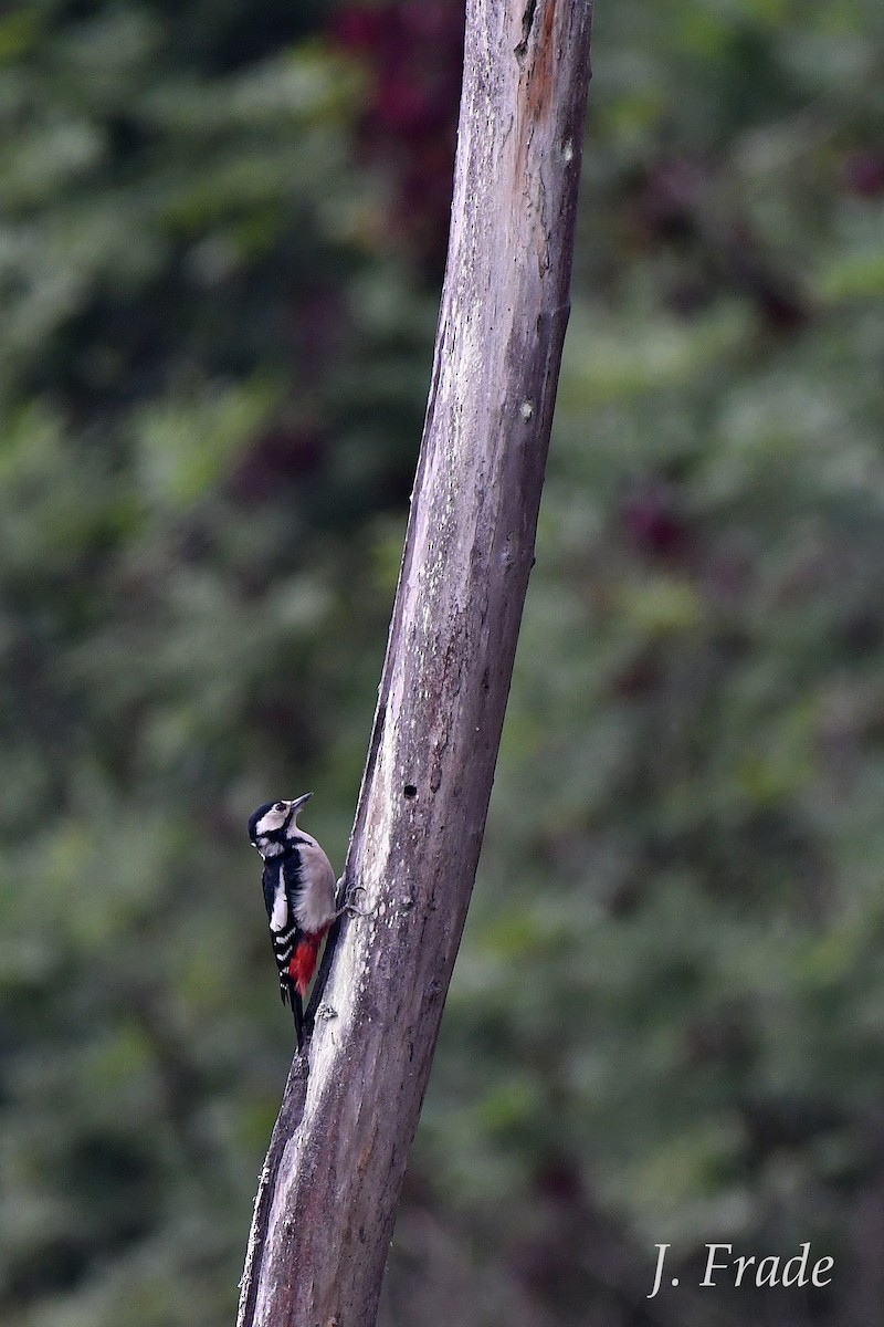 Great Spotted Woodpecker - José Frade