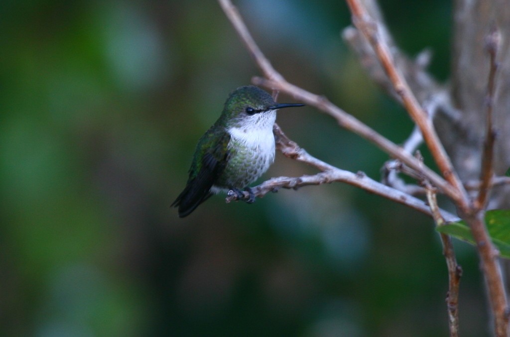 Vervain Hummingbird - John Hopkins