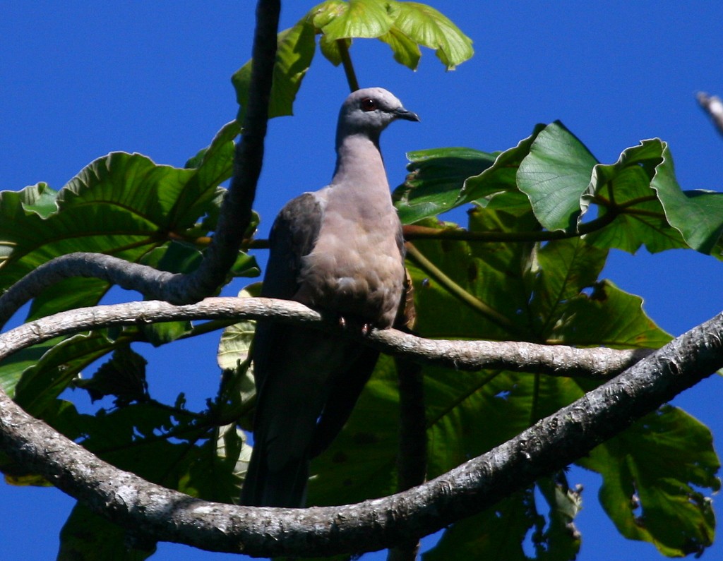 Ring-tailed Pigeon - John Hopkins