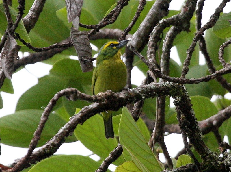 Yellow-browed Shrike-Vireo - John Hopkins