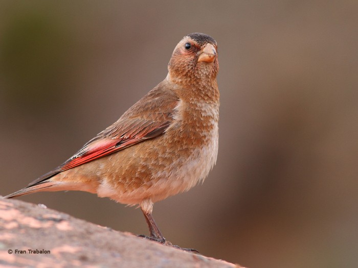 Crimson-winged Finch (African) - Fran Trabalon