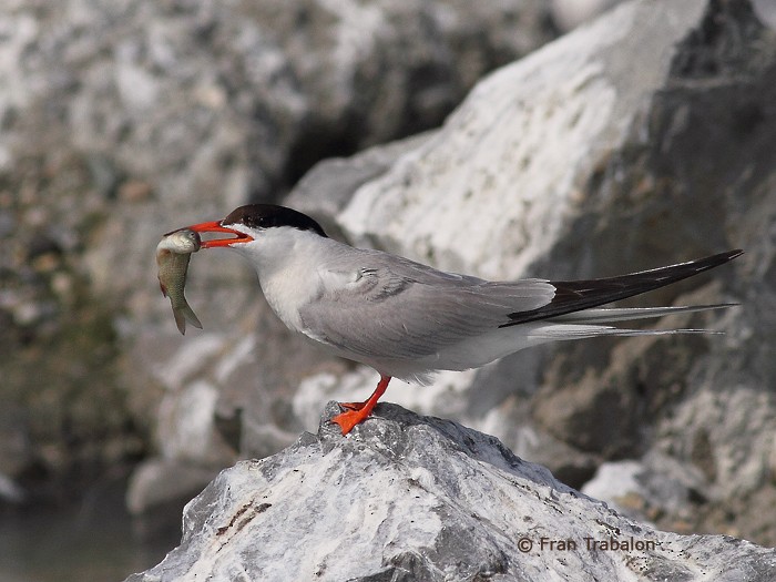 Common Tern (hirundo/tibetana) - Fran Trabalon