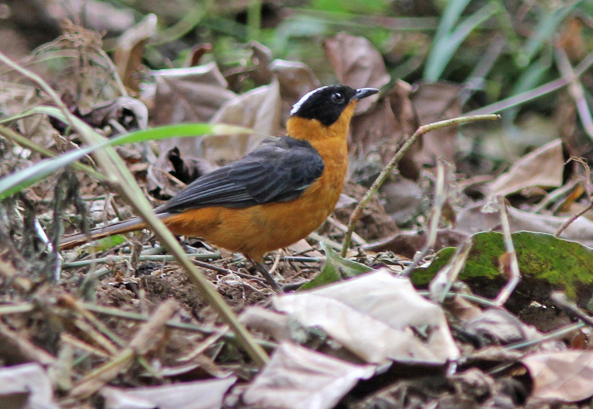 Snowy-crowned Robin-Chat - ML205372131