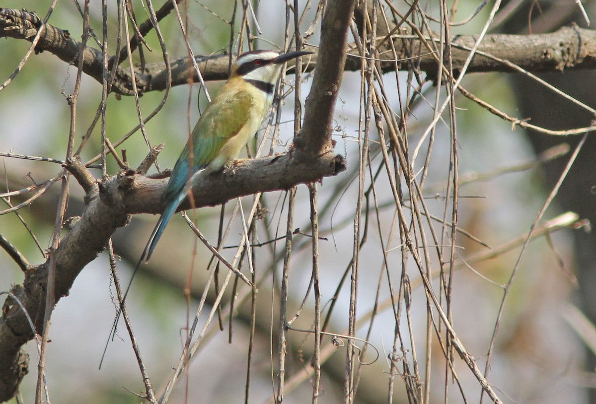 White-throated Bee-eater - David Beadle