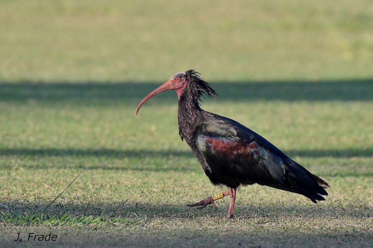 Northern Bald Ibis - José Frade