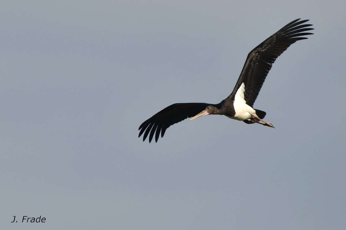 Black Stork - José Frade
