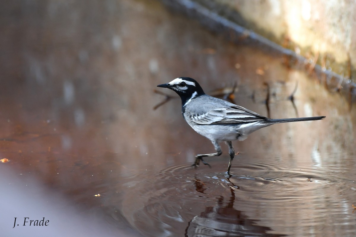 White Wagtail (Moroccan) - José Frade