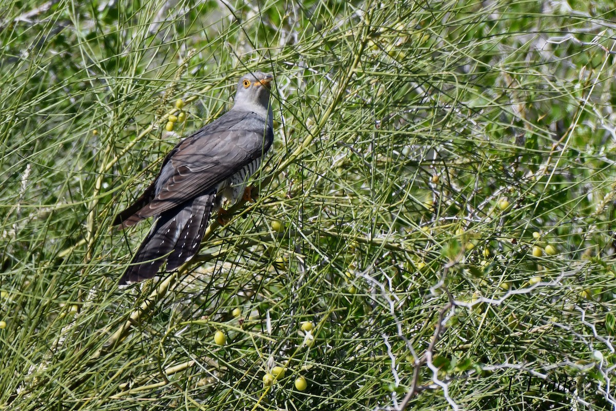 Common Cuckoo - José Frade
