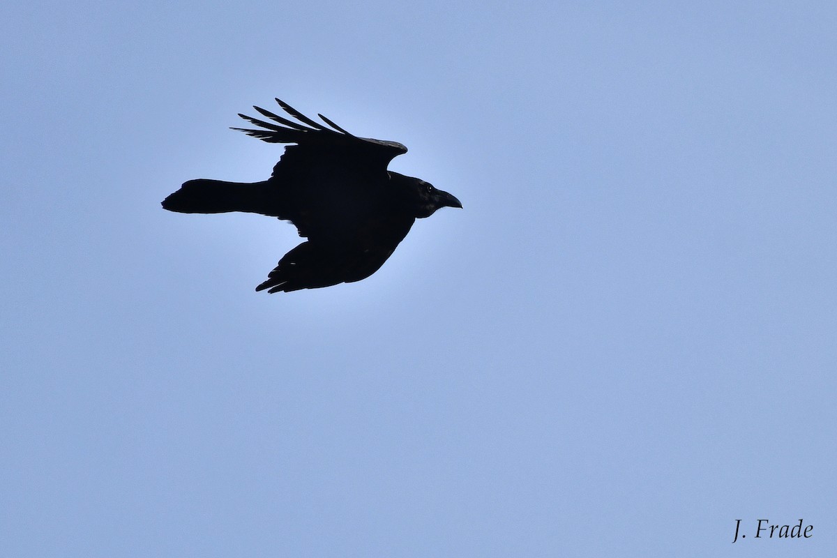 Common Raven - José Frade