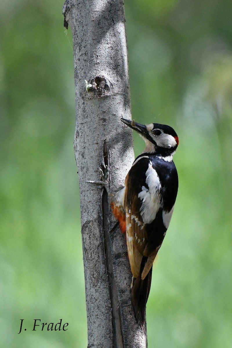 Great Spotted Woodpecker (Atlas) - José Frade
