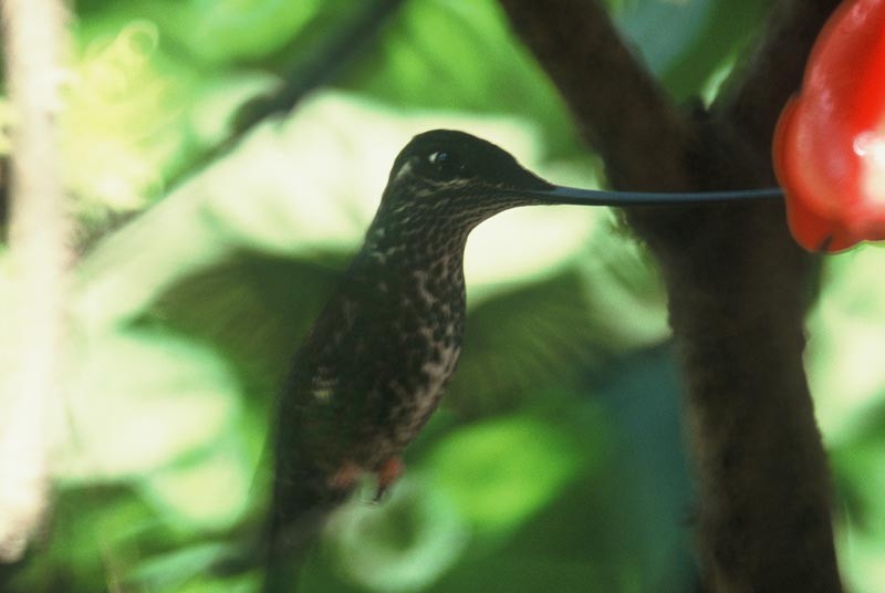 Sword-billed Hummingbird - Fran Trabalon