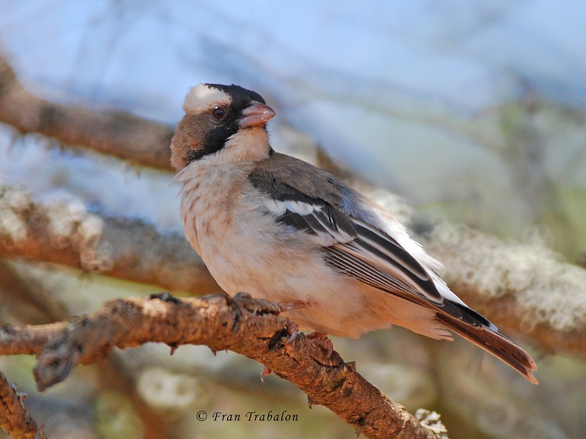 White-browed Sparrow-Weaver - ML205373521