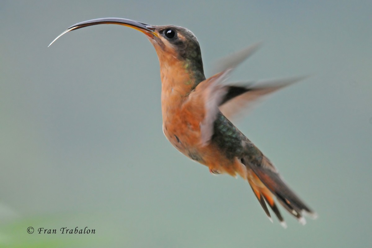 Rufous-breasted Hermit - ML205373641
