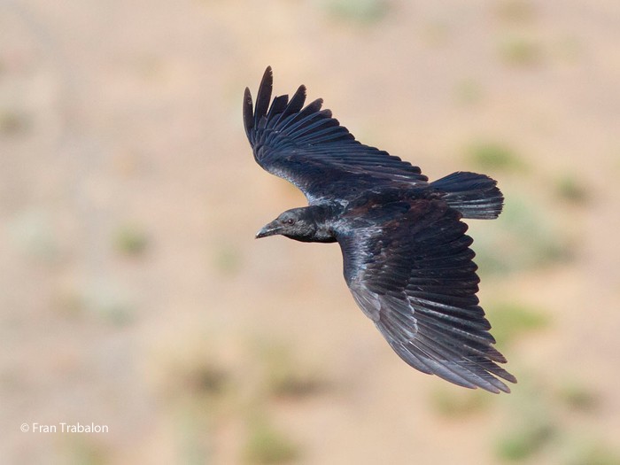 Fan-tailed Raven - Fran Trabalon