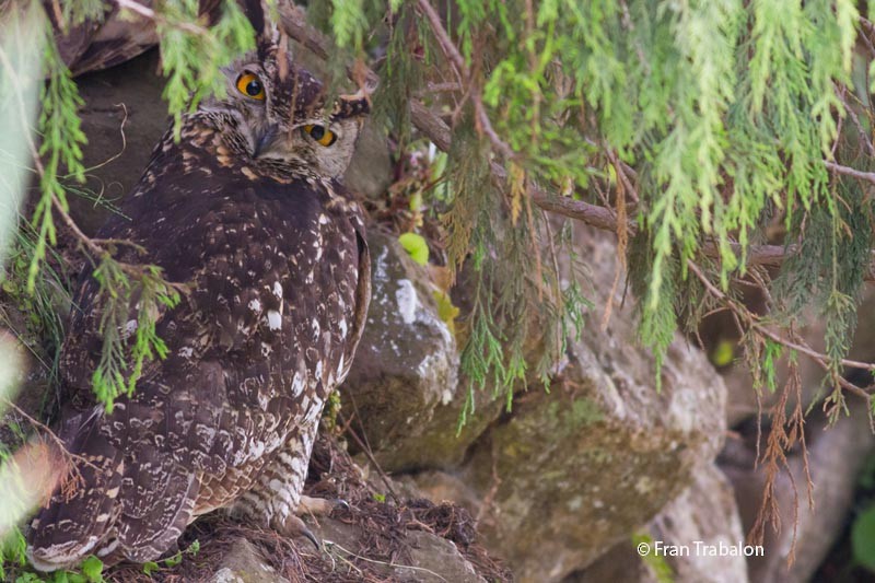 Cape Eagle-Owl (Northern) - Fran Trabalon