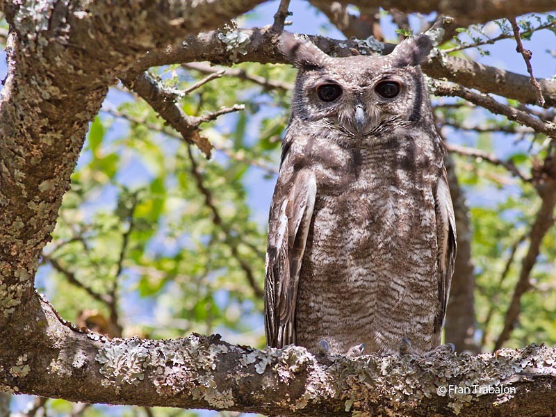 Grayish Eagle-Owl - Fran Trabalon