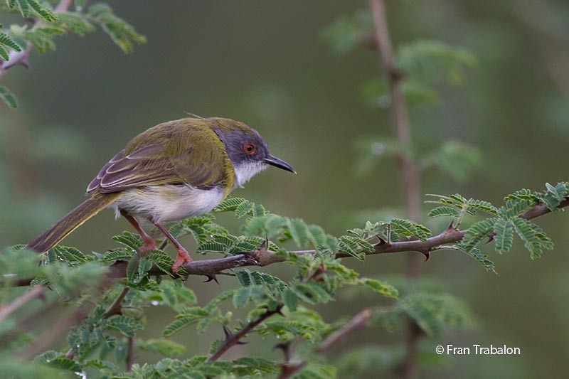 Yellow-breasted Apalis (Brown-tailed) - ML205373891