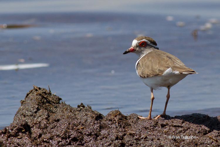 Three-banded Plover (African) - Fran Trabalon