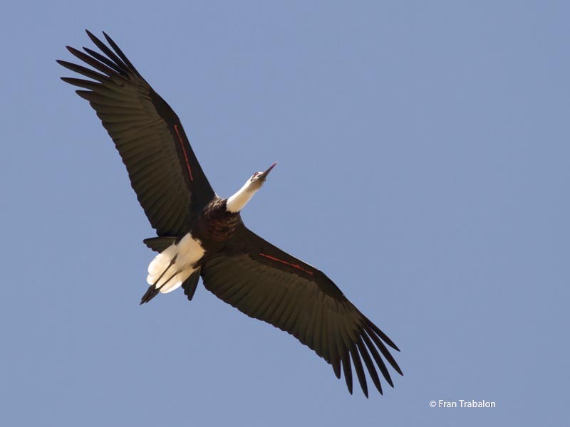 African Woolly-necked Stork - ML205374001