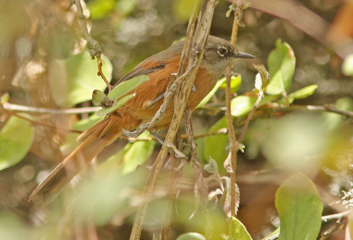Russet-bellied Spinetail - ML205374201