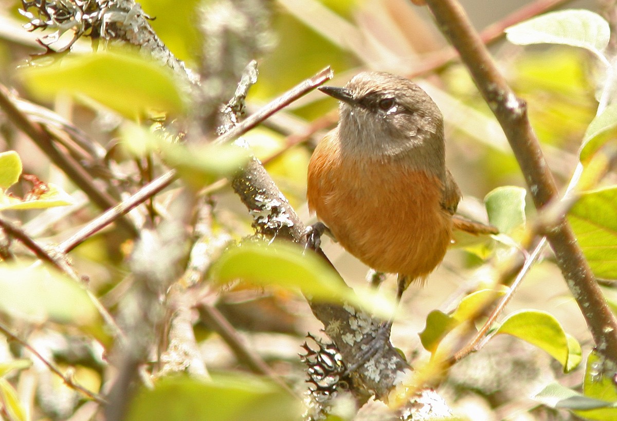 Russet-bellied Spinetail - ML205374211