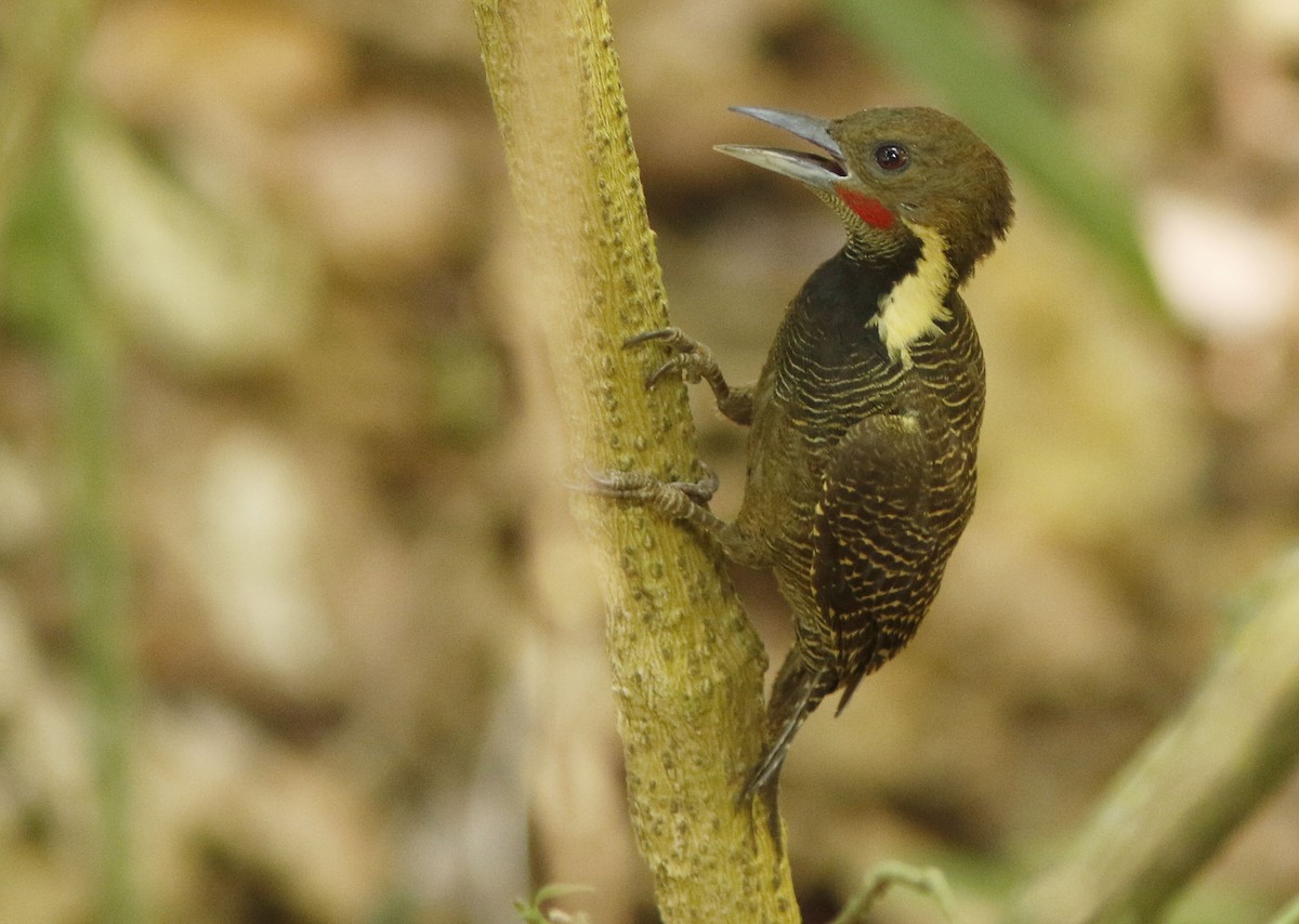 Buff-necked Woodpecker - David Beadle