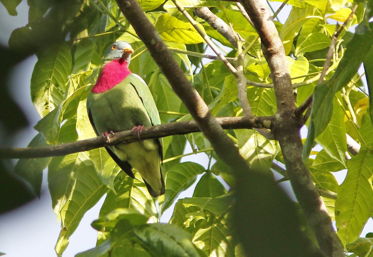 Claret-breasted Fruit-Dove - ML205374401