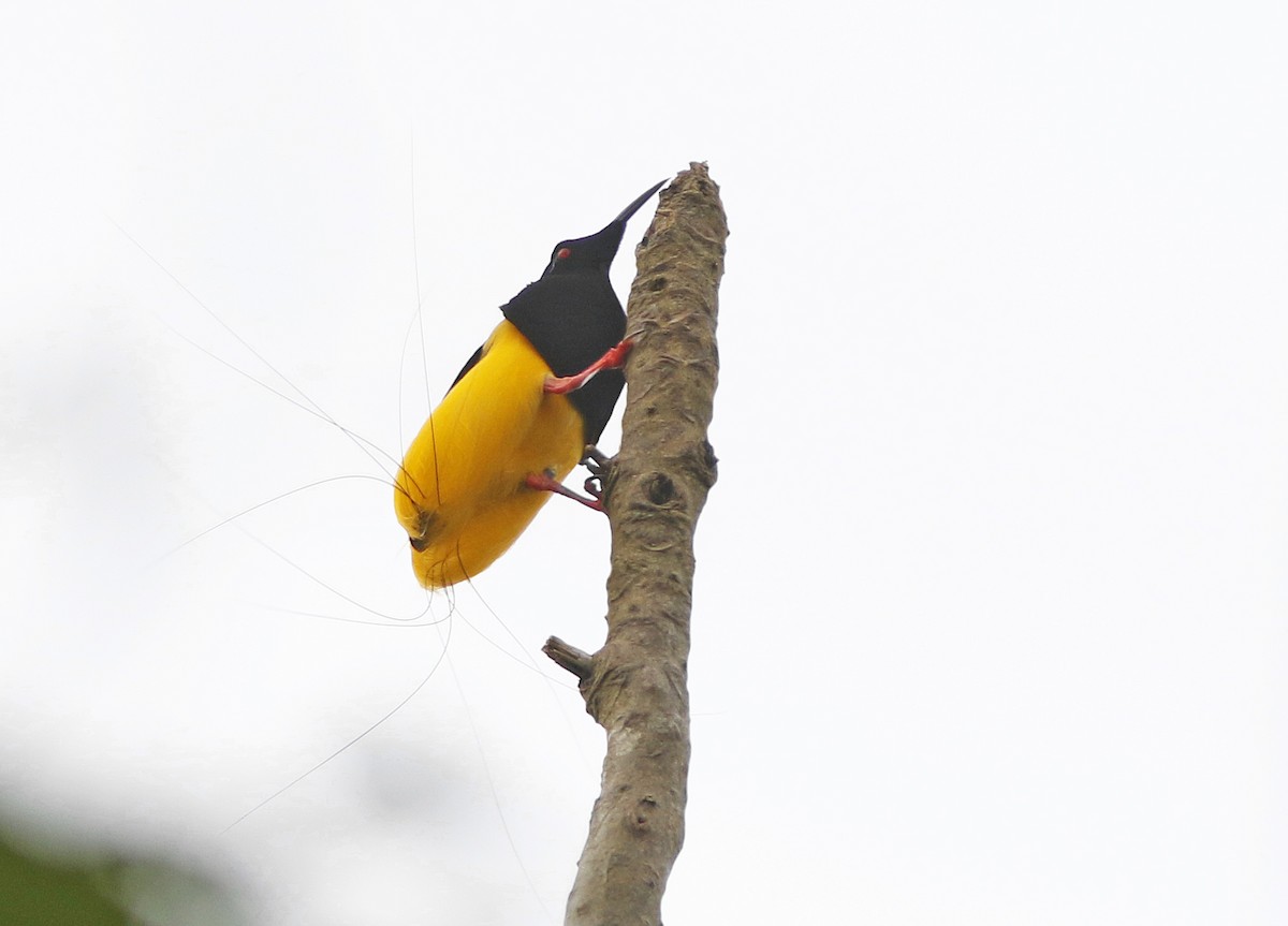 Twelve-wired Bird-of-Paradise - David Beadle