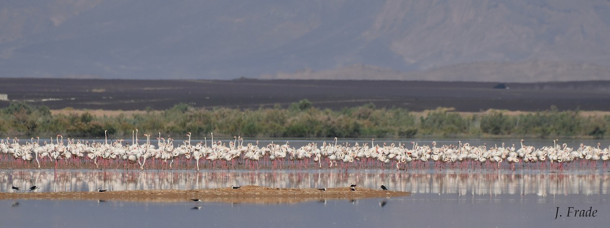 Greater Flamingo - José Frade