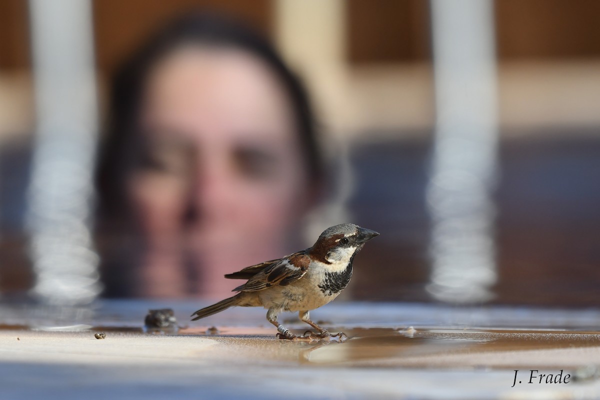House Sparrow - José Frade