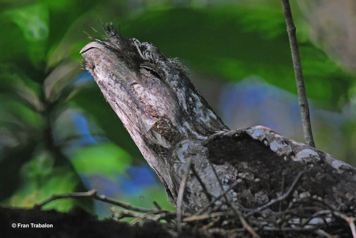 Papuan Frogmouth - ML205375601