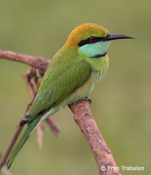 Asian Green Bee-eater - ML205375821