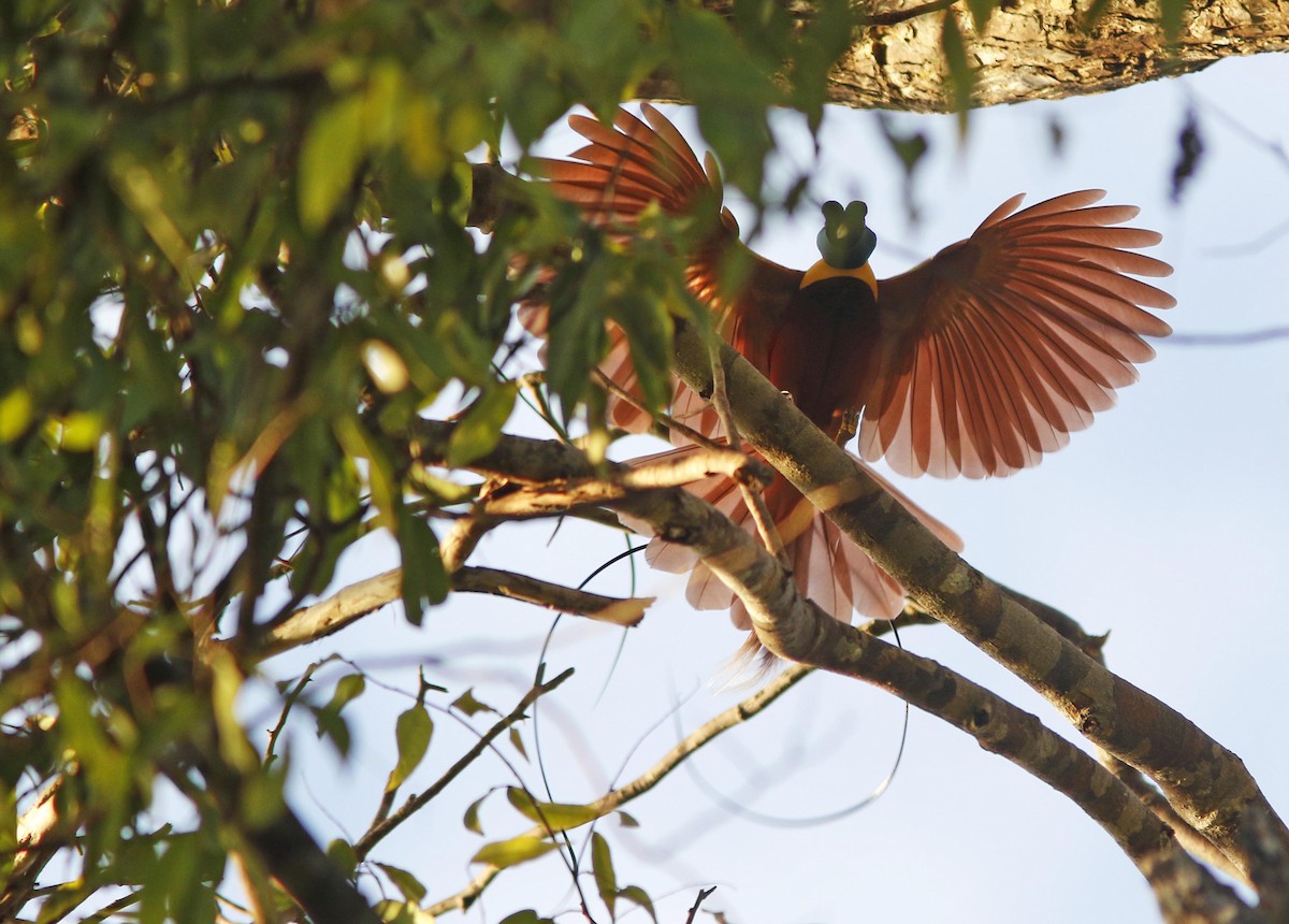 Red Bird-of-Paradise - David Beadle