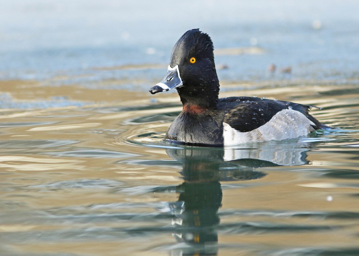 Ring-necked Duck - David Beadle