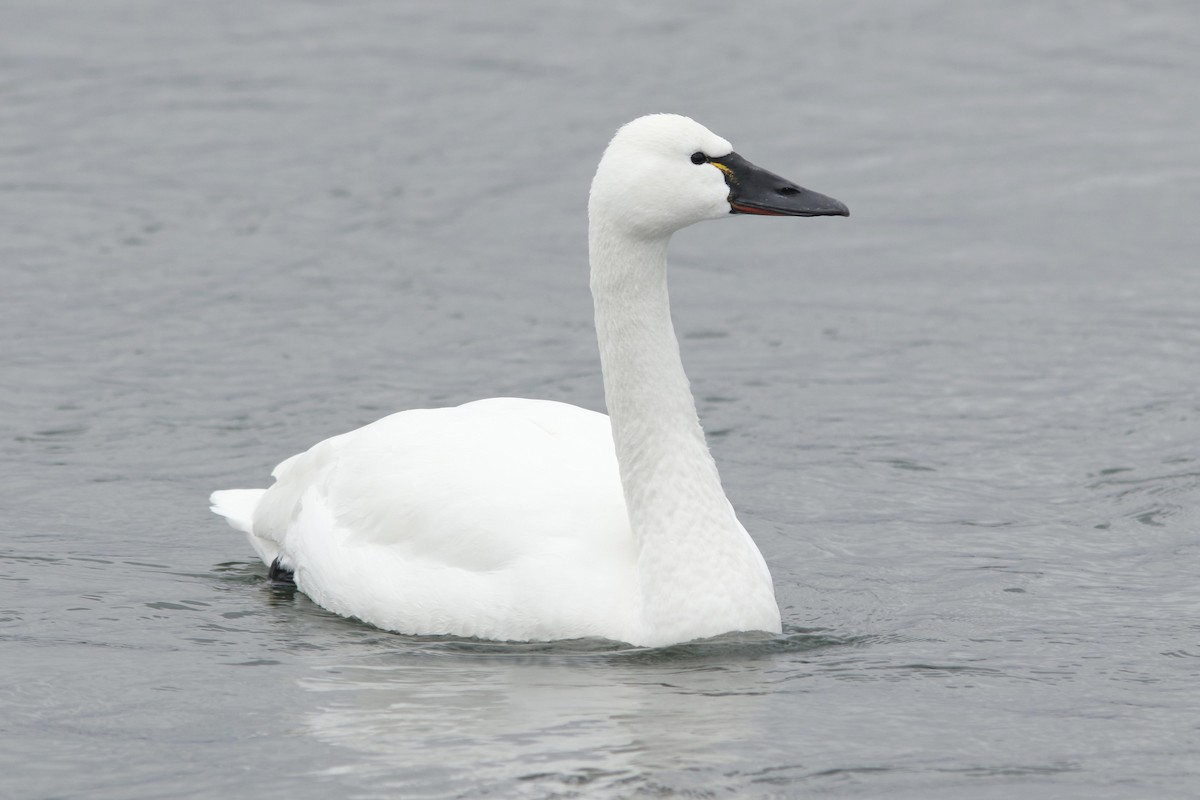 Tundra Swan (Whistling) - David Beadle
