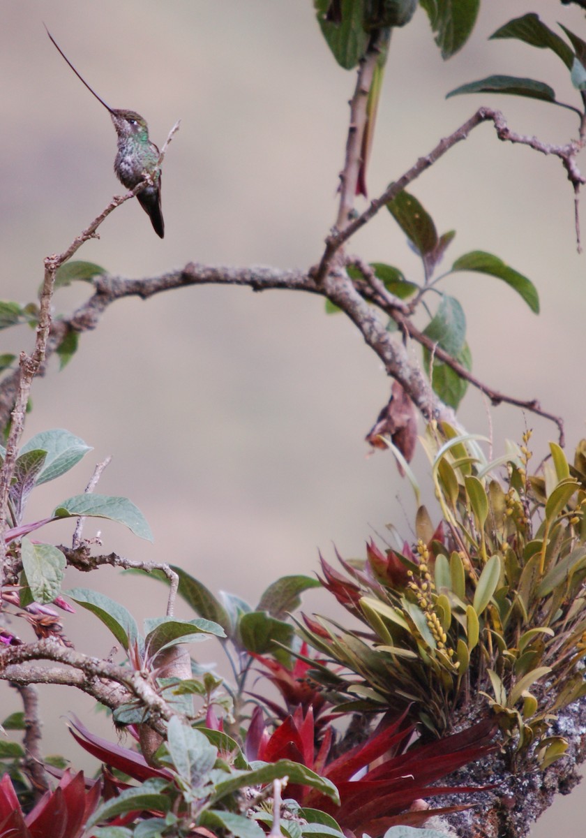 Sword-billed Hummingbird - Paul Martin