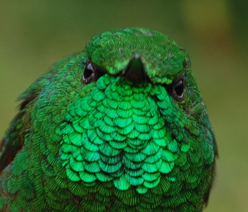 Yeşil Kuyruklu Kolibri - ML205376471